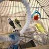 Parakeets