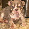 FEMALE Exotic Bully PUPS