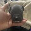 Tri pit Dane Dalmatian puppies 9 weeks old