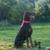 Imported Male Euro Doberman AKC for stud or SALE CHEAP