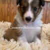 Sheltie Puppies Shetland sheepdog AKC Ready June 28, 2025 Countryshelties.com
