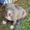 @Penbrookkennel_   3 ABKC XL American Bully Male Pups Available