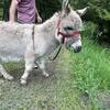 Mini donkey jack forsale