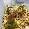 Sun Conures