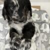 Aussiedoodle puppies 6 weeks old. Mom is a standard poodle akc and dad is a blue Merle Australian shepherd