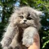 Callie Female Silver Smoke Persian with Orange Fluff