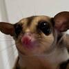 Sugar Gliders