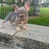 LILAC AND TAN BIG ROPE MALE FRENCH BULLDOG PUPPY