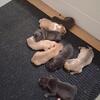 Pit bulls puppy's  for sell