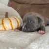 Blue brindle female 