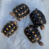 Cherryhead Redfoot tortoises