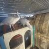 Peafowl breeding group 1 male and 4 female