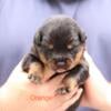 Male Rottweiler puppy 