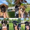 Boxer AKC puppies available after June 5th