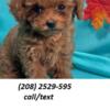 health guaranteed. Toy poodle puppies