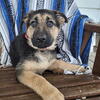 Akc German shepherd puppies 