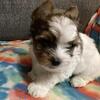 CKC parti biewer yorkies