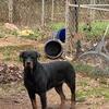 Adult Rottweilers