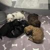 Shih tzu puppies for sale