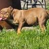 Female 9 month American bully