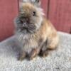 Lionheads for sale