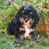 Mini Bernedoodle - Bear