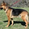 German Shepherd Stud Service