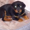 Rottweilers for sale AKC register