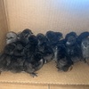 Silkie chicks