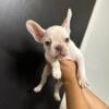 Platinum French Bulldog puppies AKC