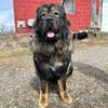 Tibetan Mastiff/Caucasian Ovcharka male