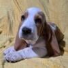 Basset hound puppies ready to go!