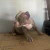 Bully pups available abkc papers in hand