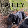 German Shorthaired Pointer/ Australian Shepherd Mix-Female Harley