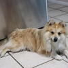 Merle Pomsky stud 