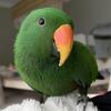 2-Year-Old Male Eclectus Parrot – Hand-Tamed, Healthy, Includes Cage & Documents