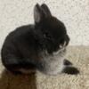 Netherland Dwarf  8 weeks - Black Otter