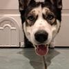 Husky for stud