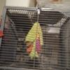 LARGE PARROT CAGE FOR SALE