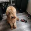 Two Year Old Female Goldendoodles