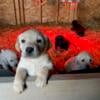 Lab/collie/coonhound puppies