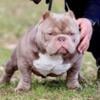 Micro American bully pups for sale