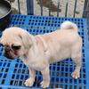 Pugs