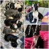 Frenchton puppies $800