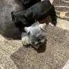 Miniature Schnauzer Puppies