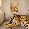 AFRICAN SERVAL KITTENS AVAILABLE