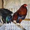 Roosters For Sale. Johnny Moore Albany . 20mo old. Gamefowl for sale