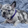 $3,900 Blue Merle Tilly - beautiful French Bulldog puppy for sale.