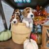 adorable beagle puppies ready for new homes 13 inch and under hunt show pet great with kids