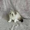 ADOPTED  CFA male blue-eyed Persian kitten